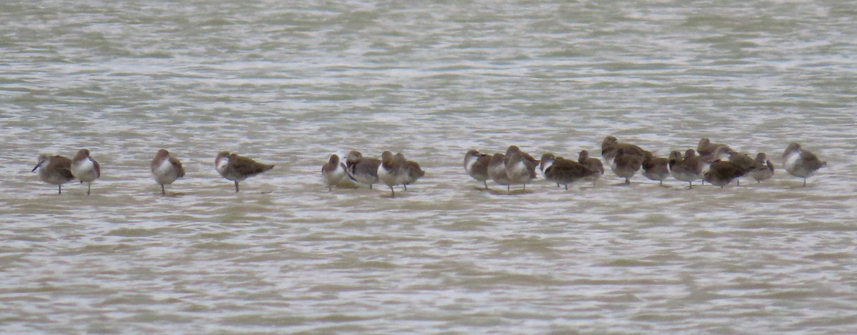 Short-billed Dowitcher - ML633307116