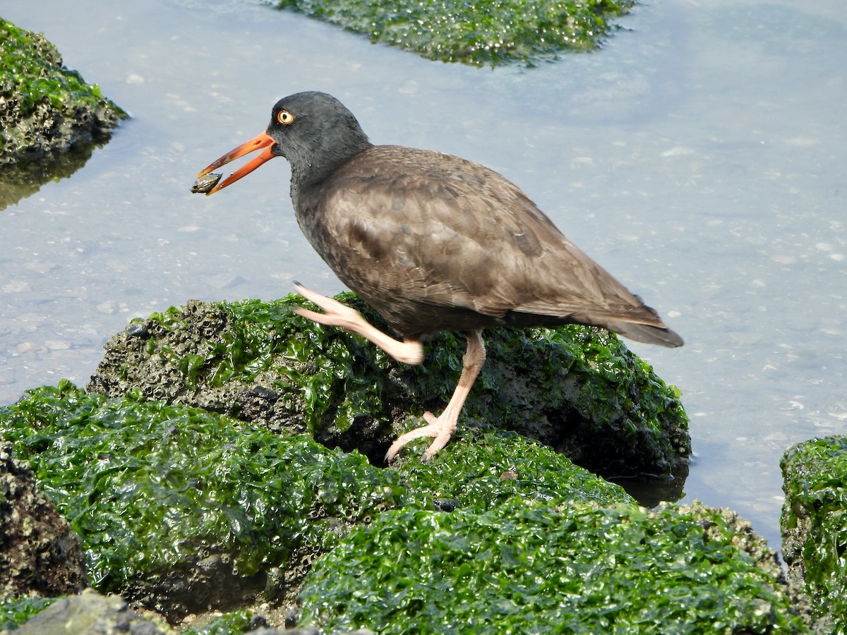 Black Oystercatcher - ML633307279