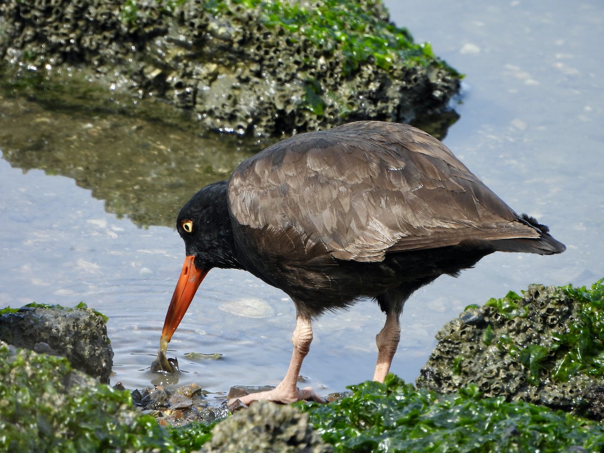 Black Oystercatcher - ML633307311