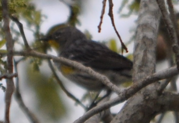 Yellow-rumped Warbler (Audubon's) - ML633307331