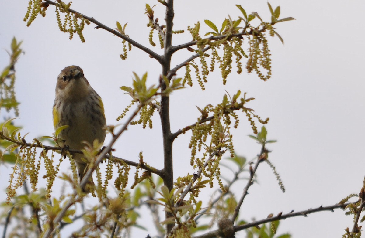 Yellow-rumped Warbler - ML633307343