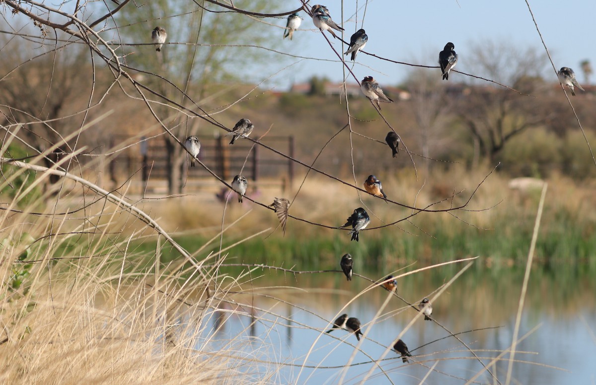 Tree Swallow - Cindy Krasniewicz