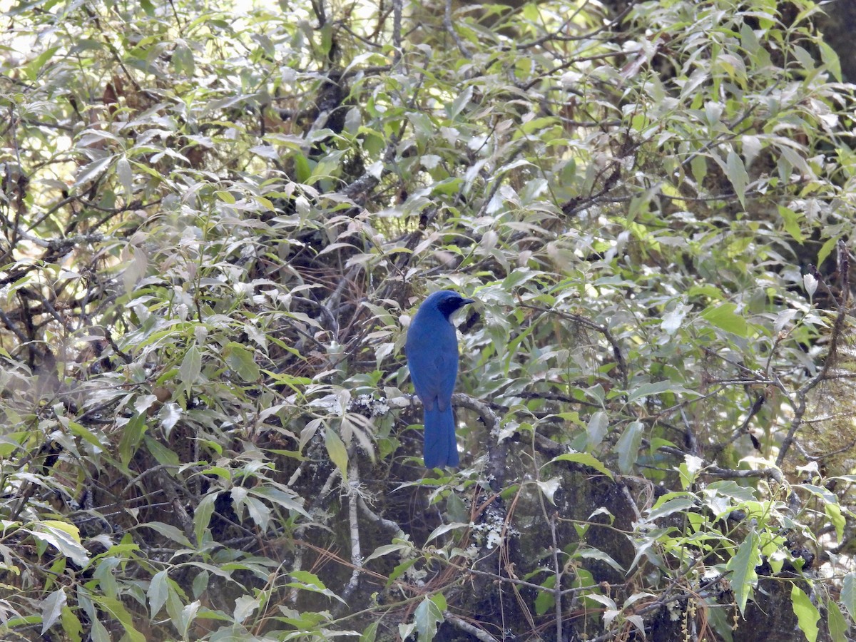 Dwarf Jay - ML633307556