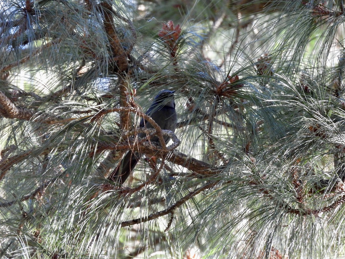 Dwarf Jay - ML633307558