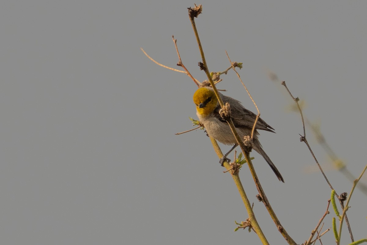 Verdin - ML633307608