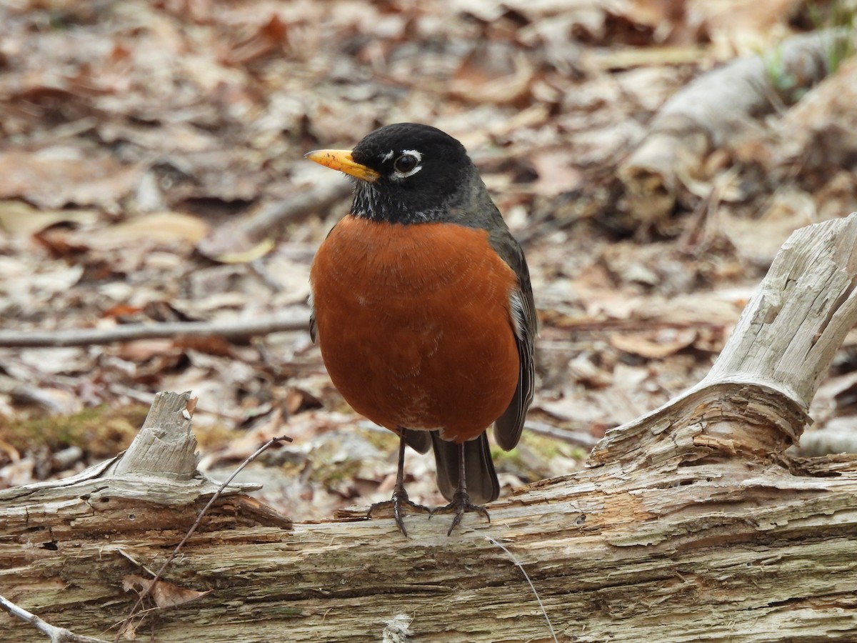 American Robin - ML633307626