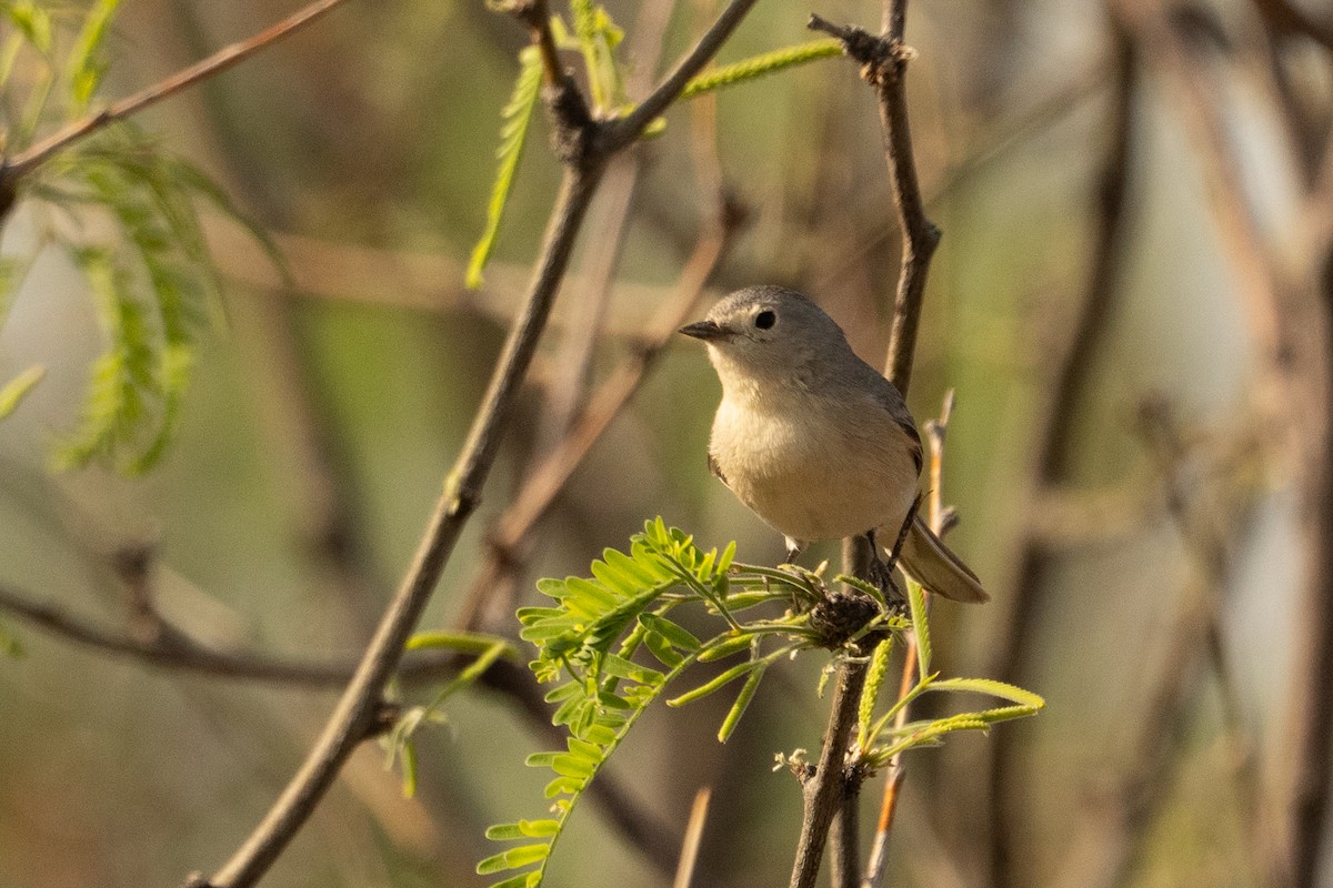 Lucy's Warbler - ML633307659