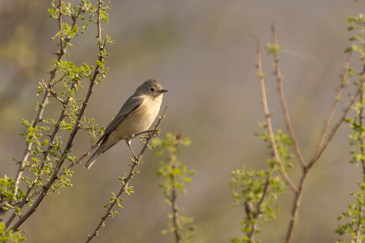 Lucy's Warbler - ML633307660