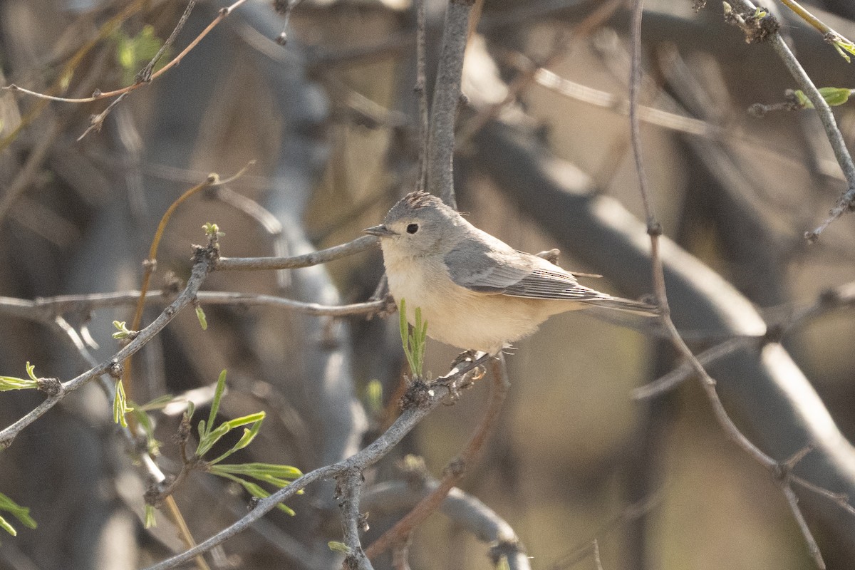 Lucy's Warbler - ML633307661