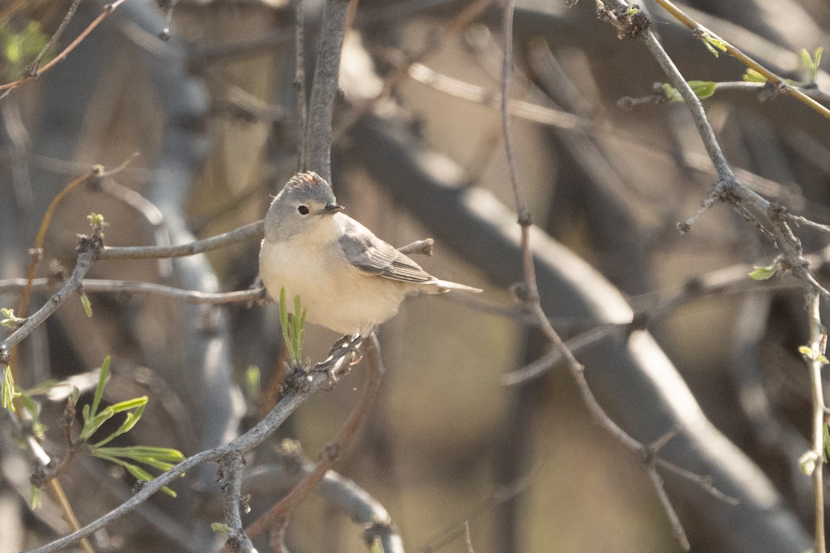 Lucy's Warbler - ML633307662
