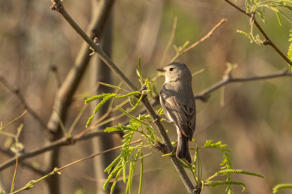 Lucy's Warbler - ML633307663