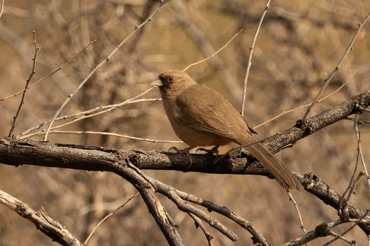Abert's Towhee - ML633307773