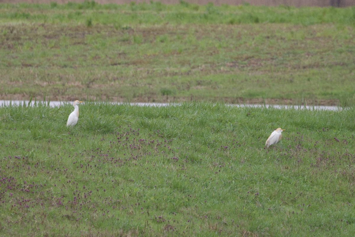 Western Cattle-Egret - ML633307911