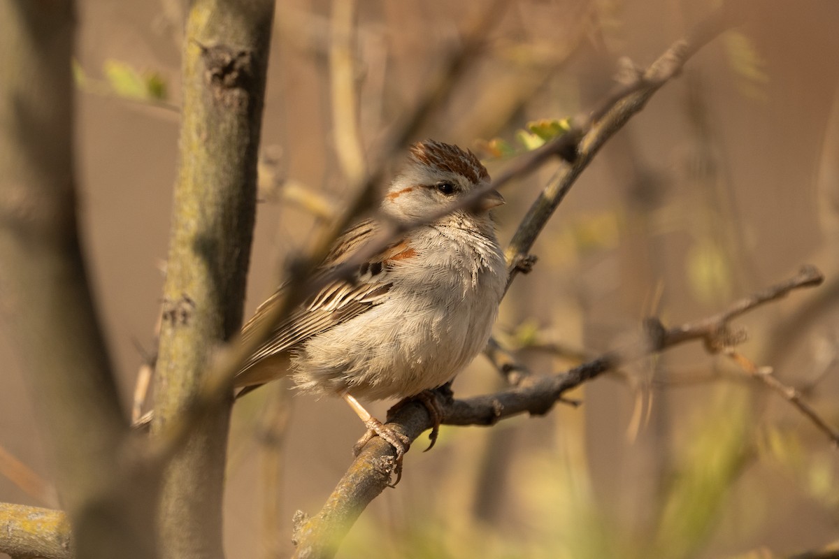 Rufous-winged Sparrow - ML633307929