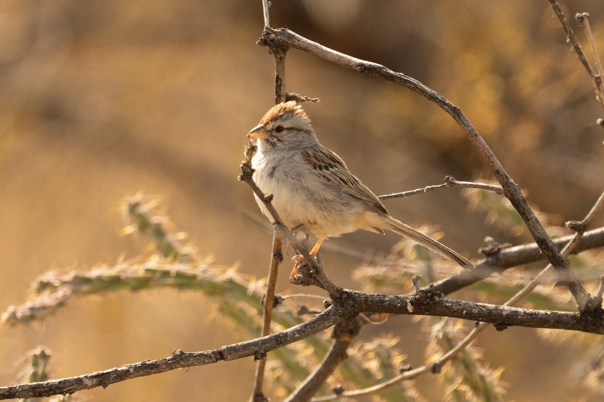 Rufous-winged Sparrow - ML633307930