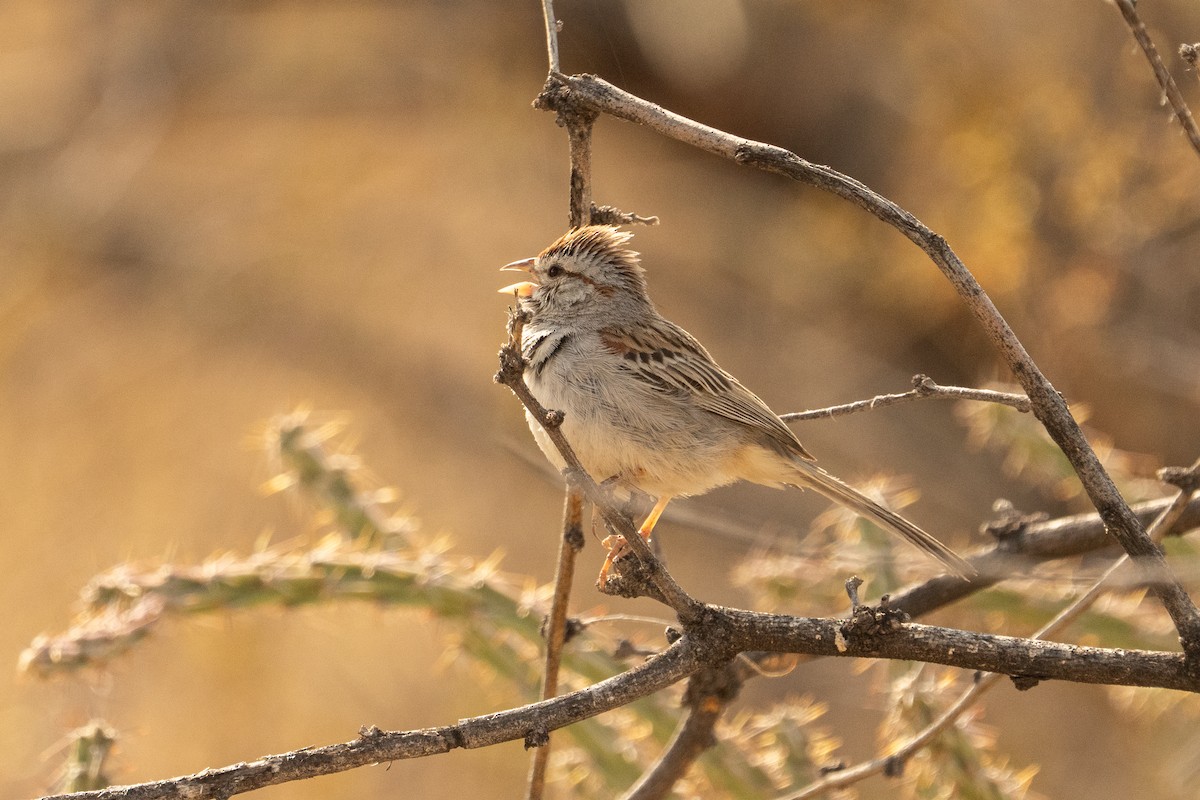 Rufous-winged Sparrow - ML633307931