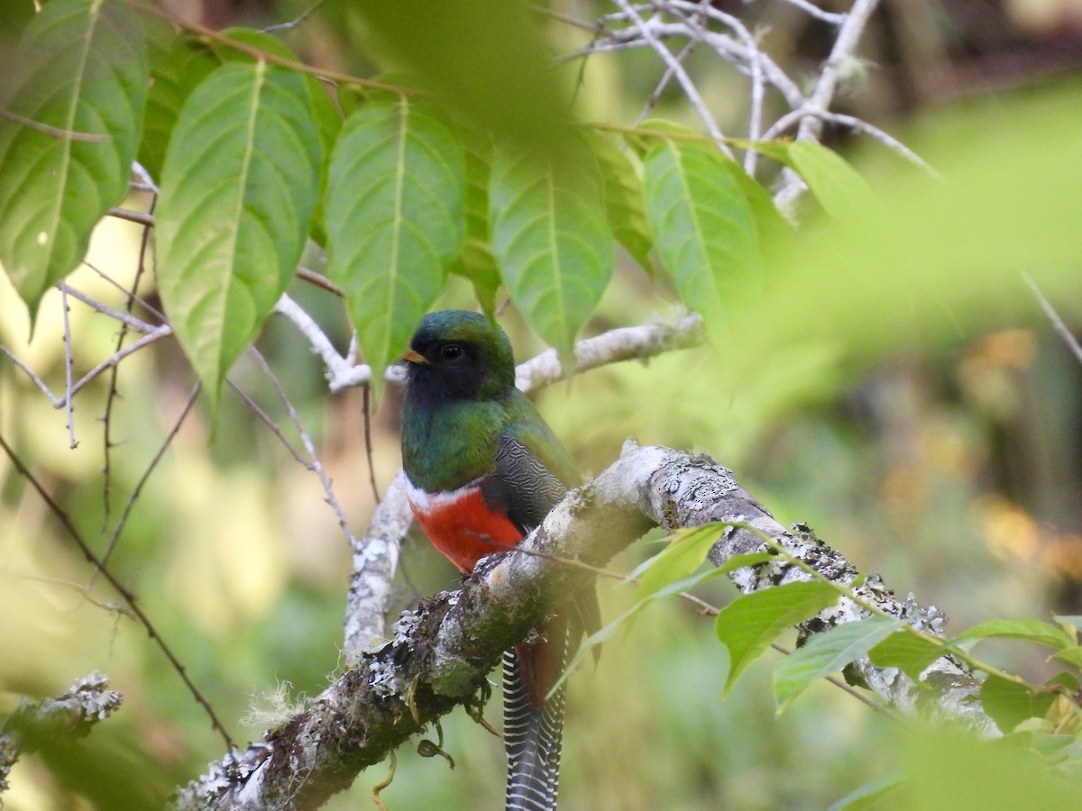 Collared Trogon - ML633307963