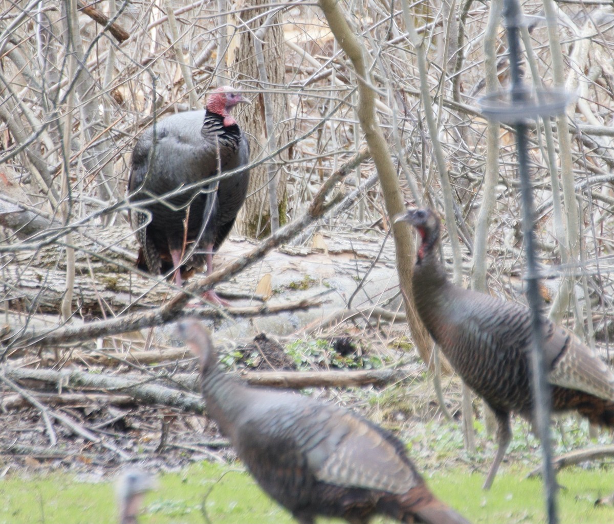 Wild Turkey - ML633308127