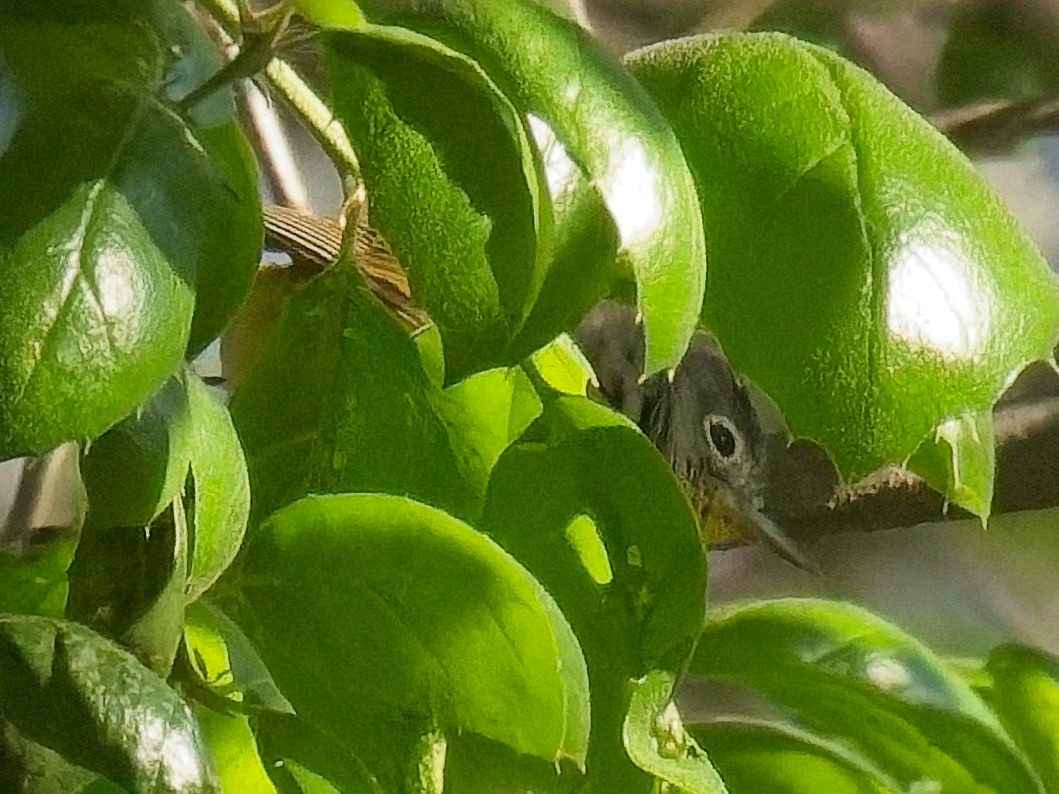 Nashville Warbler - ML633308170