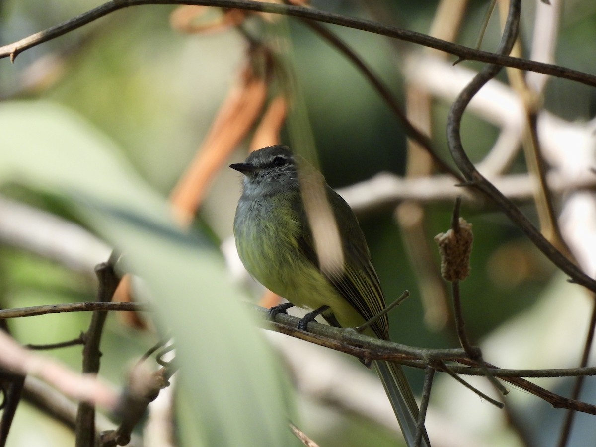 Greenish Elaenia (West Mexico) - ML633308174