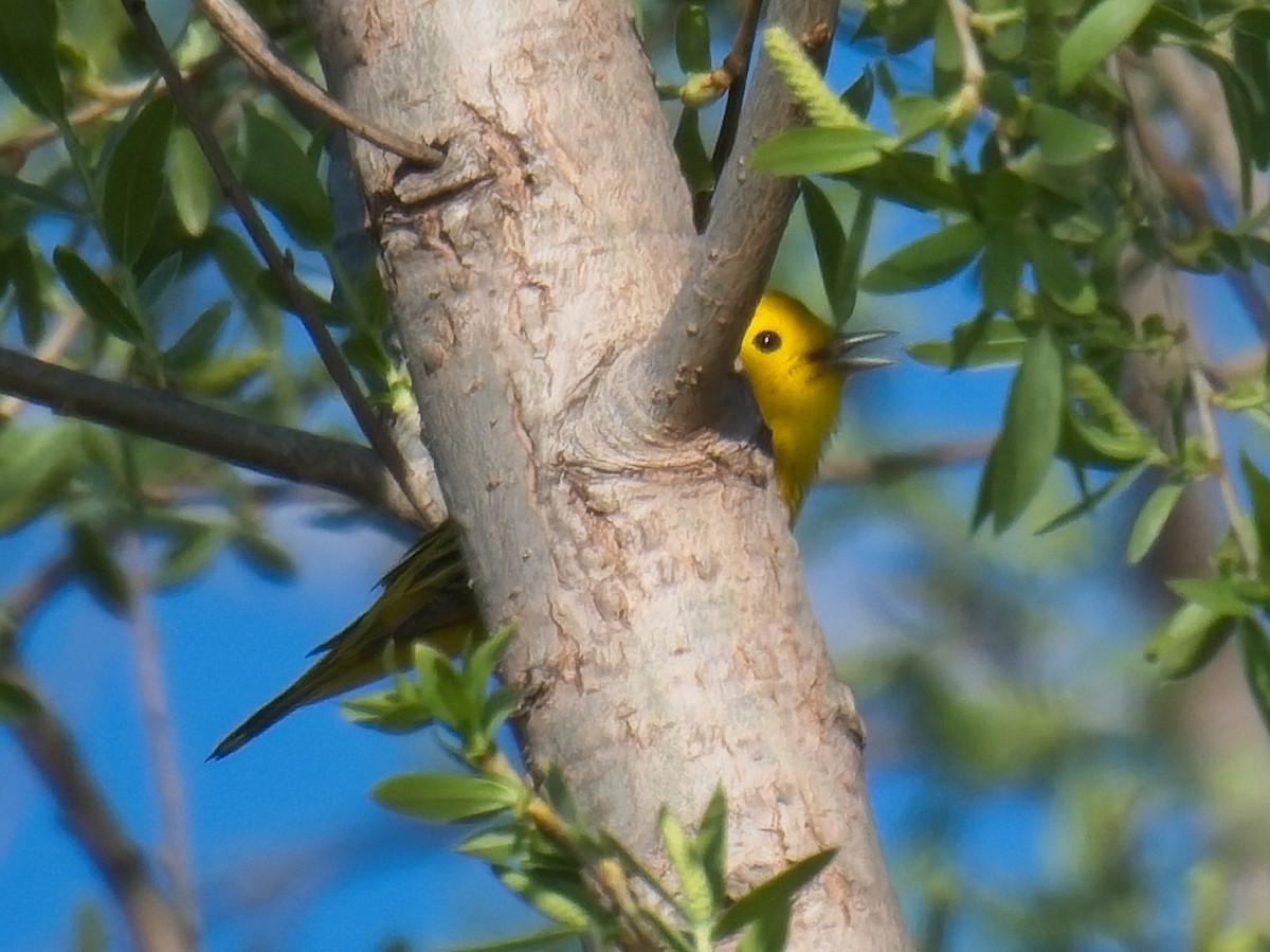 Northern Yellow Warbler - ML633308175