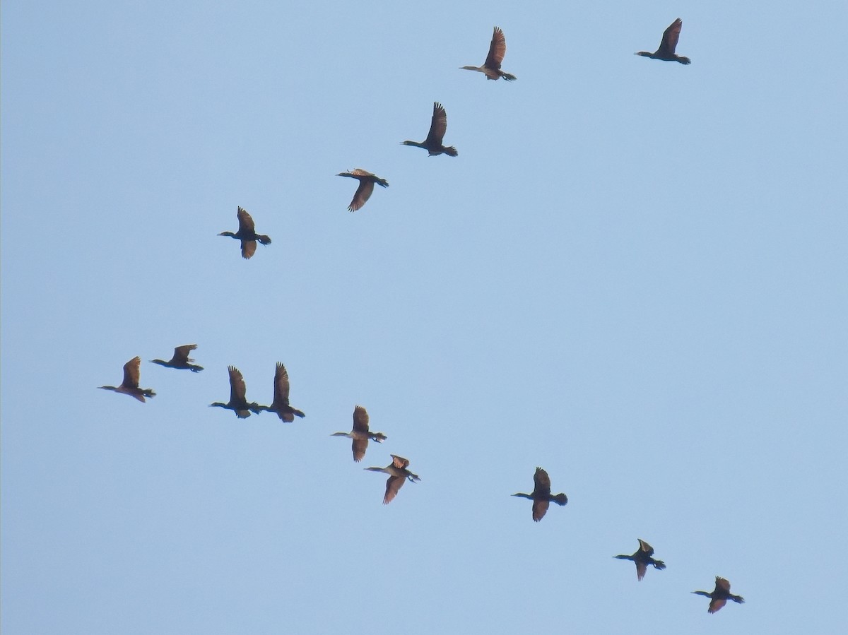 Double-crested Cormorant - ML633308184