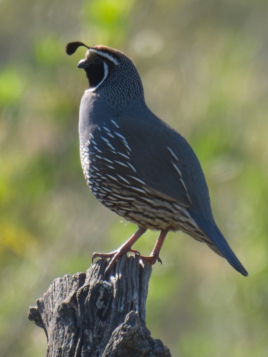 California Quail - ML633308188
