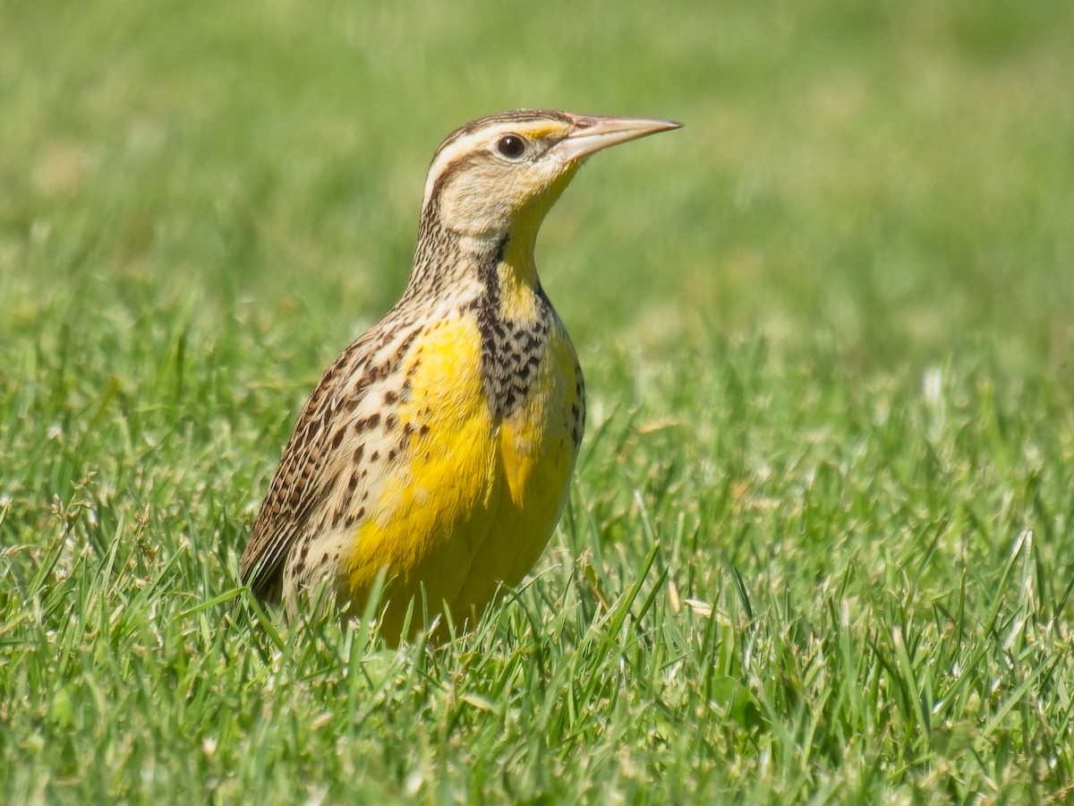 Western Meadowlark - ML633308196
