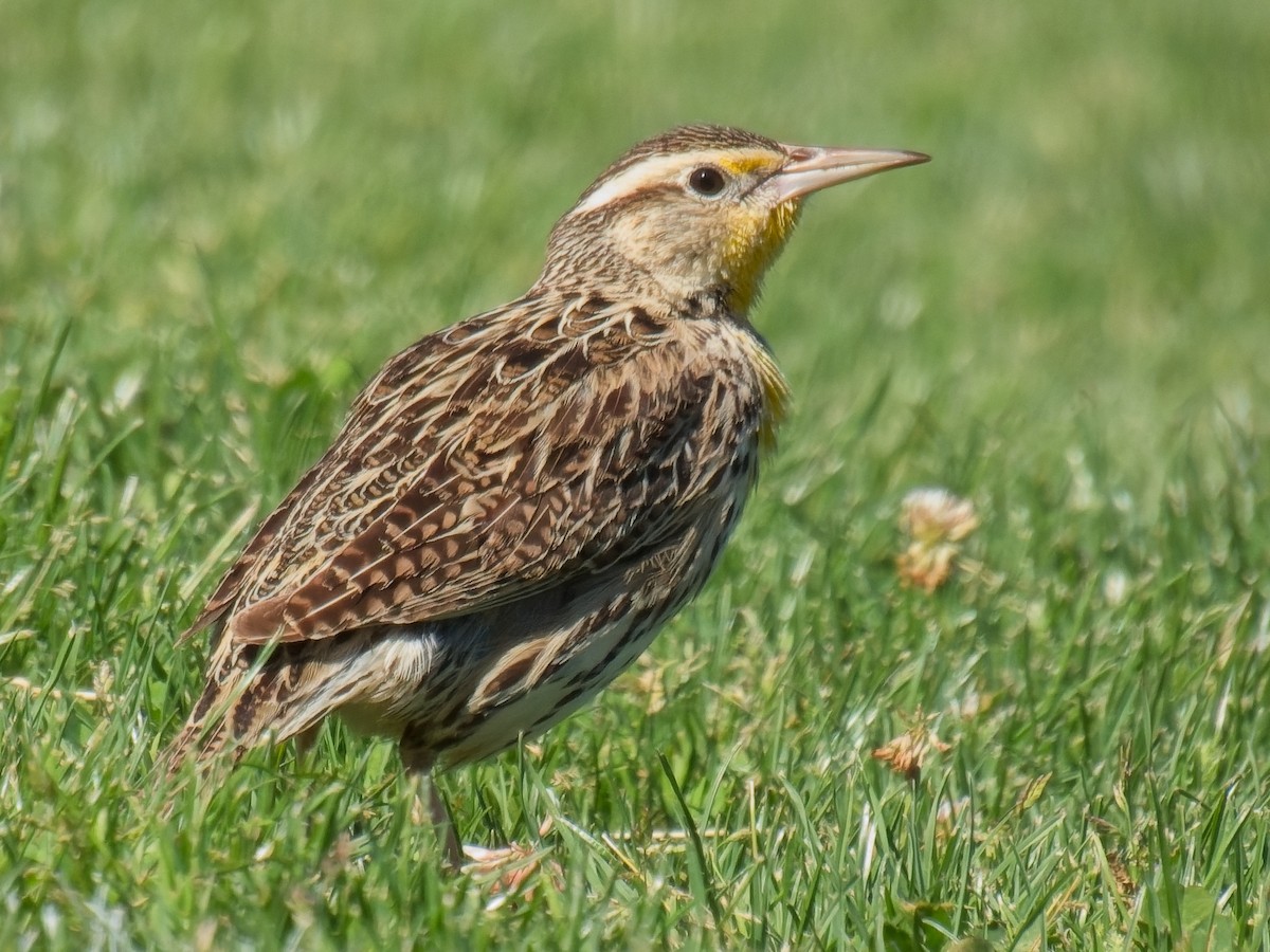 Western Meadowlark - ML633308199