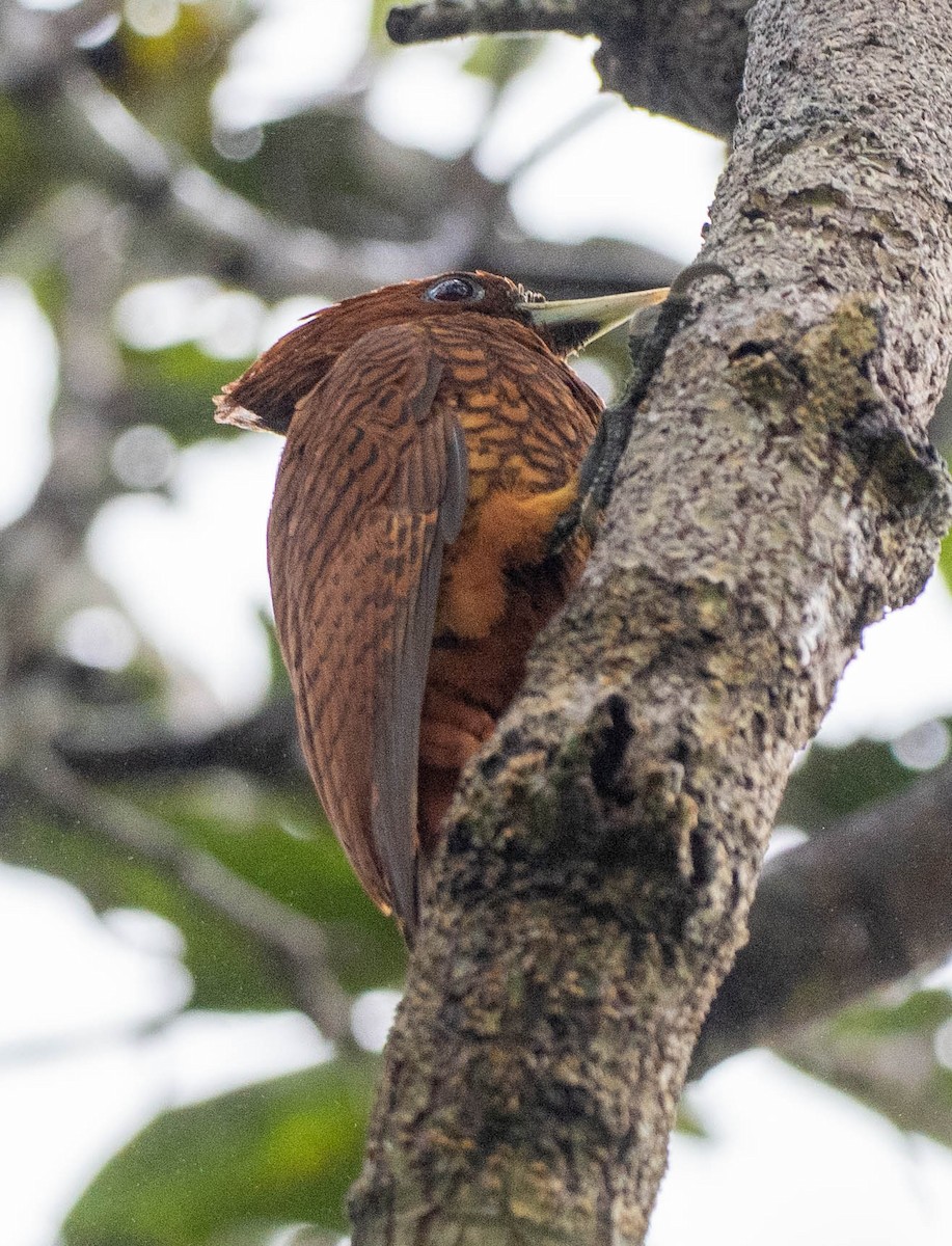 Waved Woodpecker - ML633308205