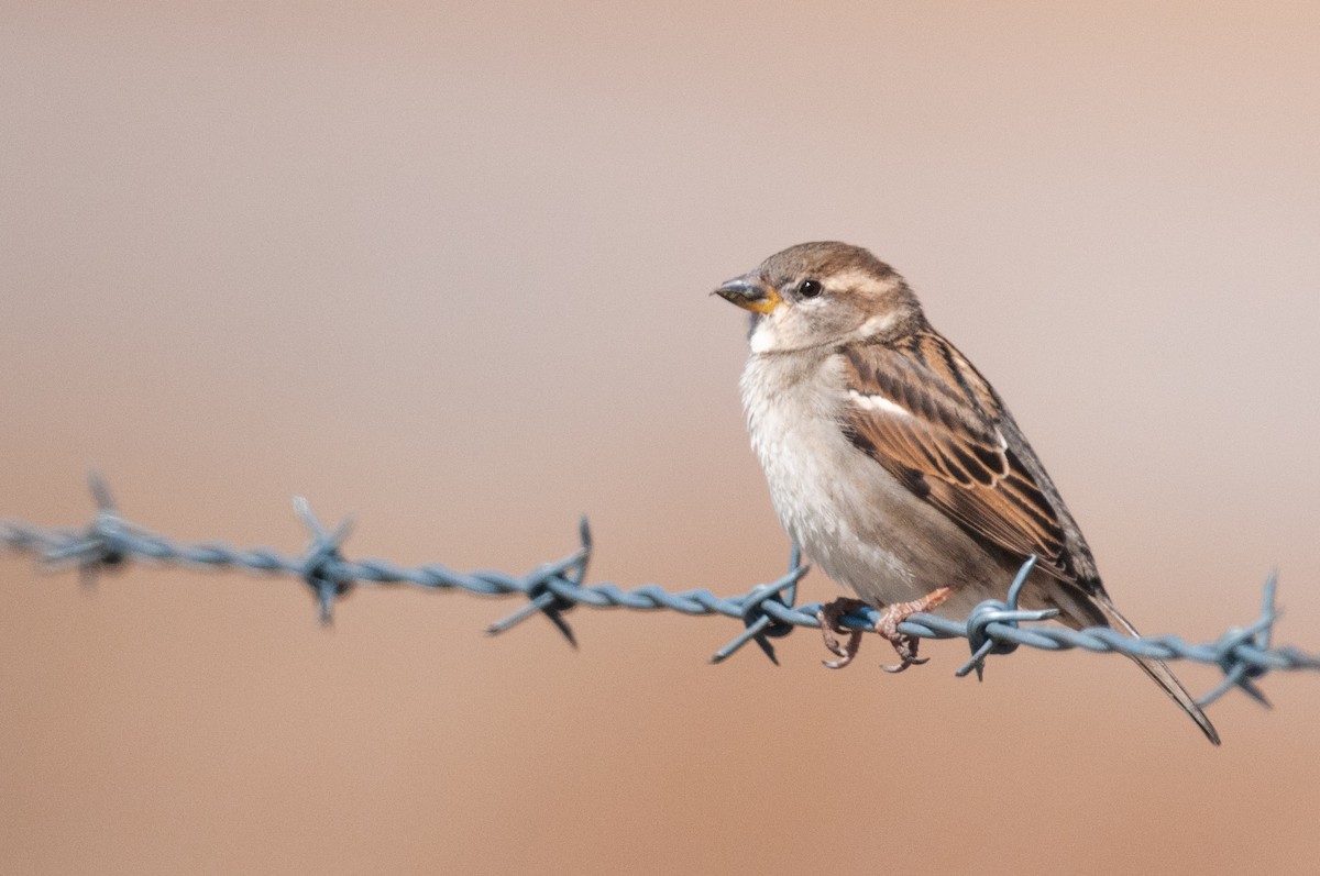 House Sparrow - ML633308212