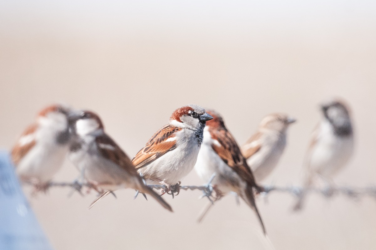 House Sparrow - ML633308213