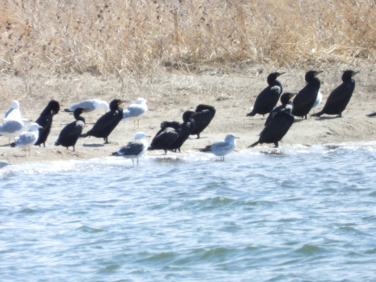 Lesser Black-backed Gull - ML633308317