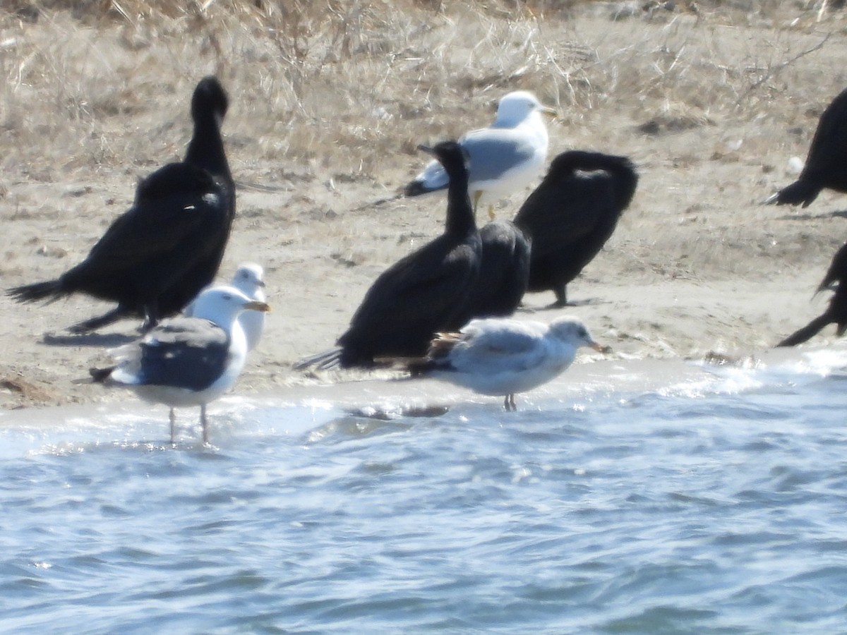 Lesser Black-backed Gull - ML633308318