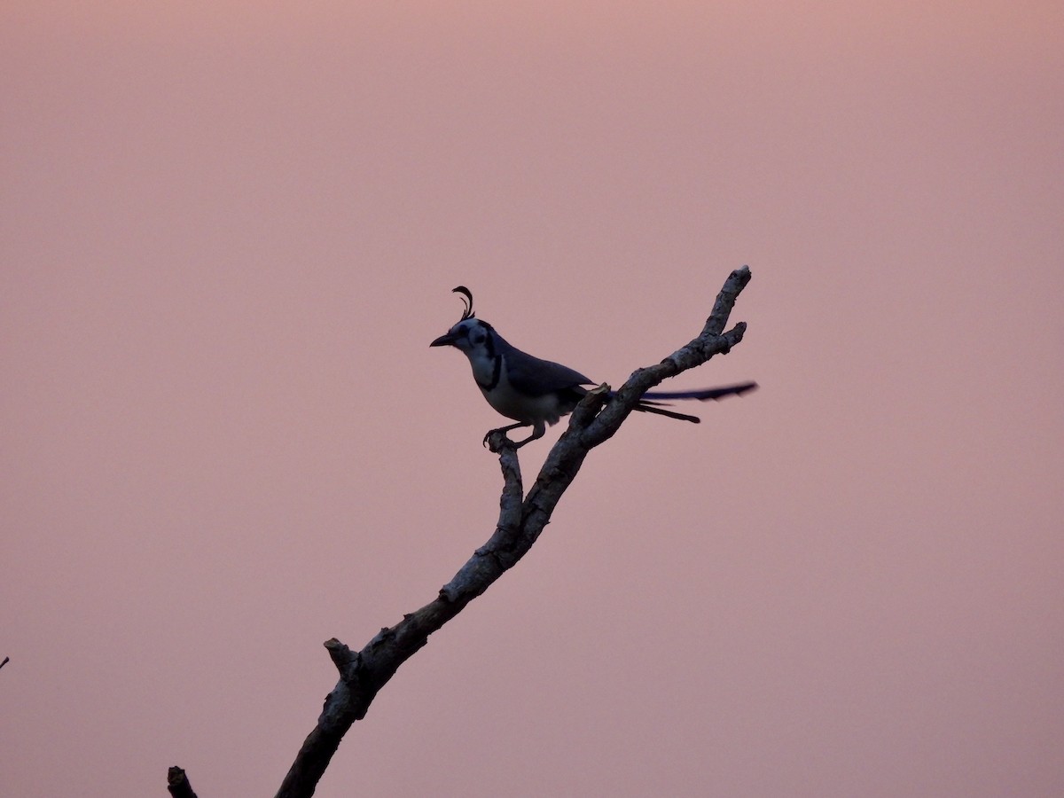 White-throated Magpie-Jay - ML633308350