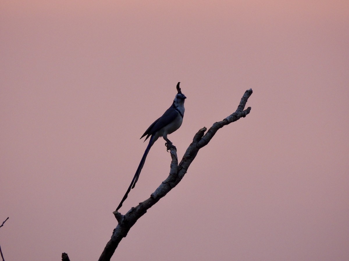 White-throated Magpie-Jay - ML633308351