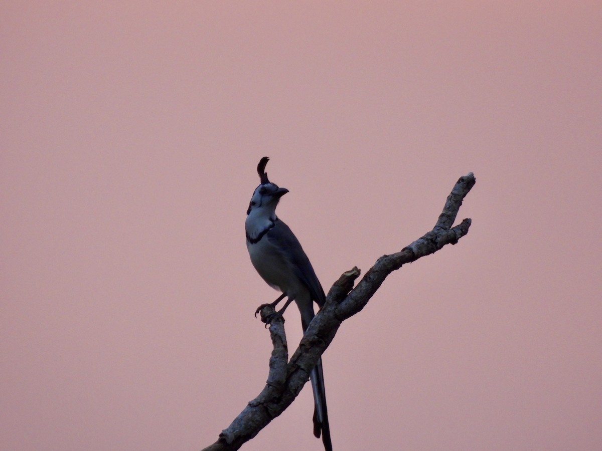 White-throated Magpie-Jay - ML633308352