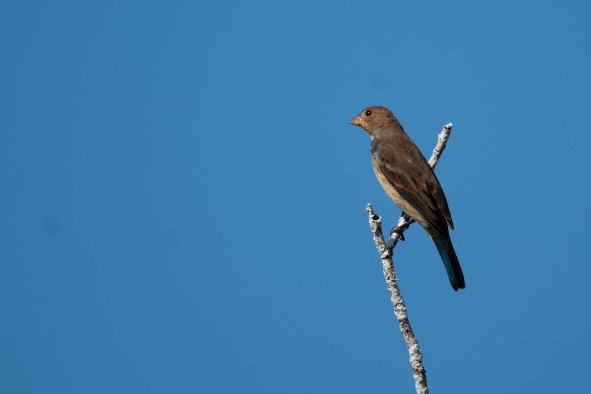 Indigo Bunting - ML633308542