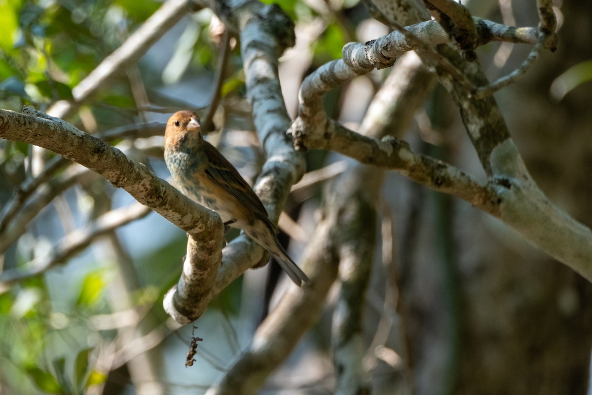 Indigo Bunting - ML633308556