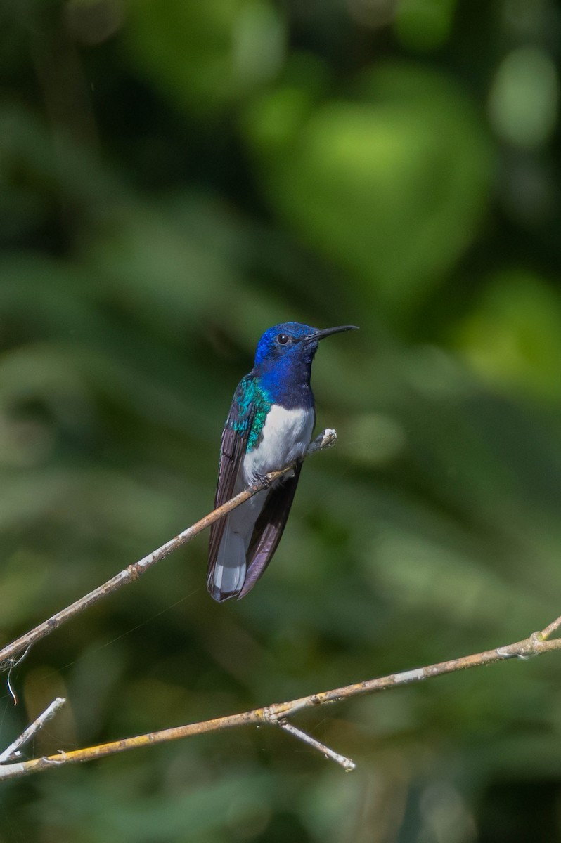 White-necked Jacobin - ML633308581