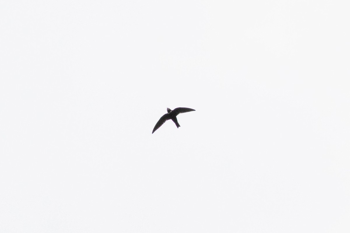 White-collared Swift - ML633308587