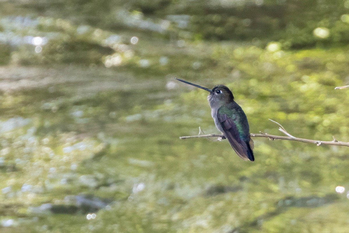 Green-fronted Lancebill - ML633308603