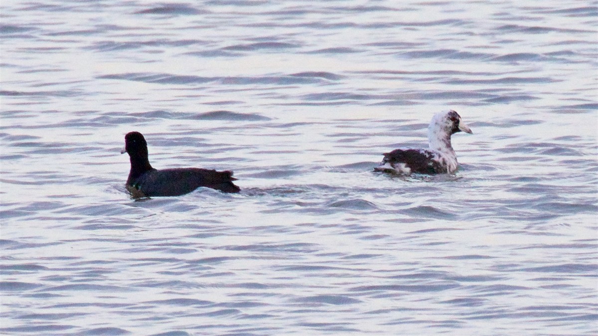 American Coot - ML633308660