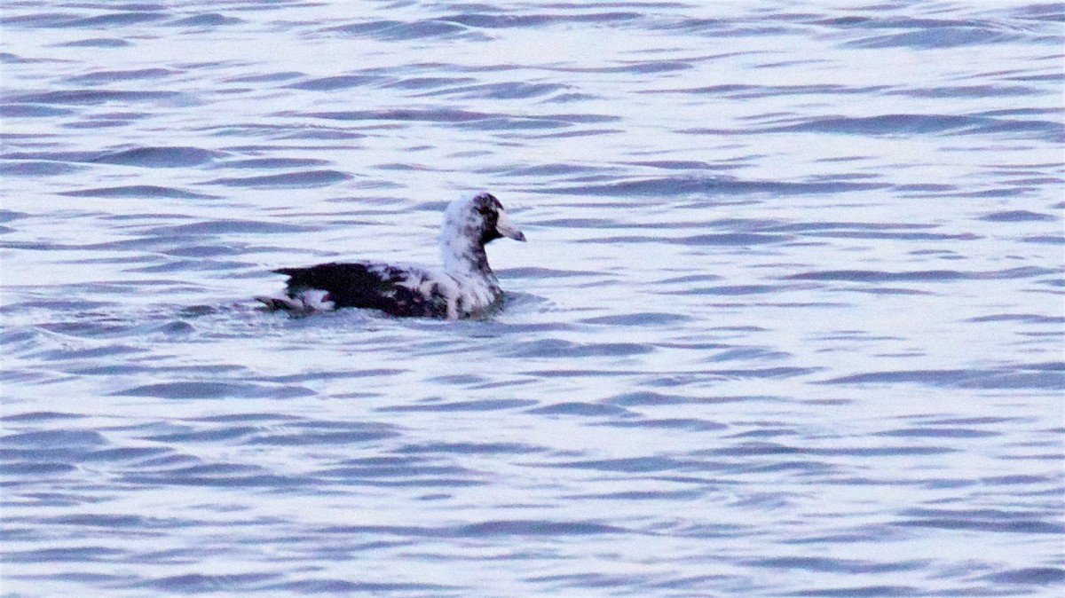 American Coot - ML633308661