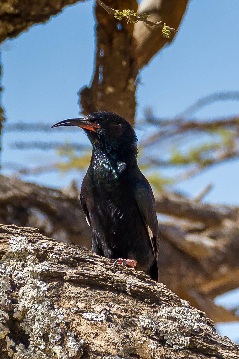 Black-billed Woodhoopoe - ML633308870