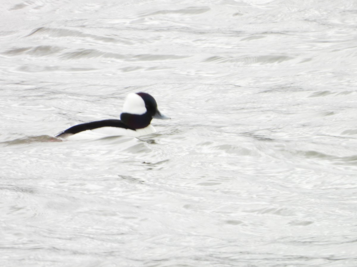 Bufflehead - ML633308916