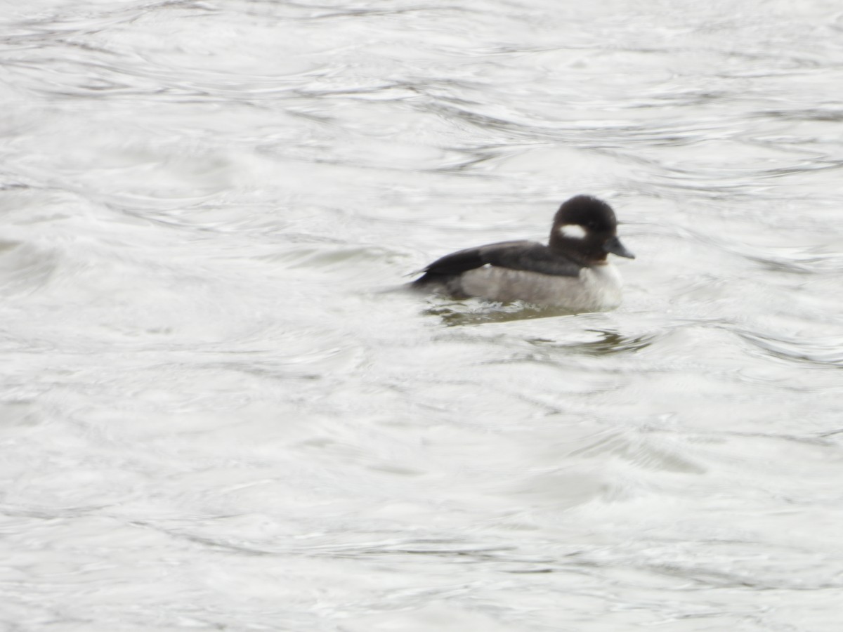 Bufflehead - ML633308940