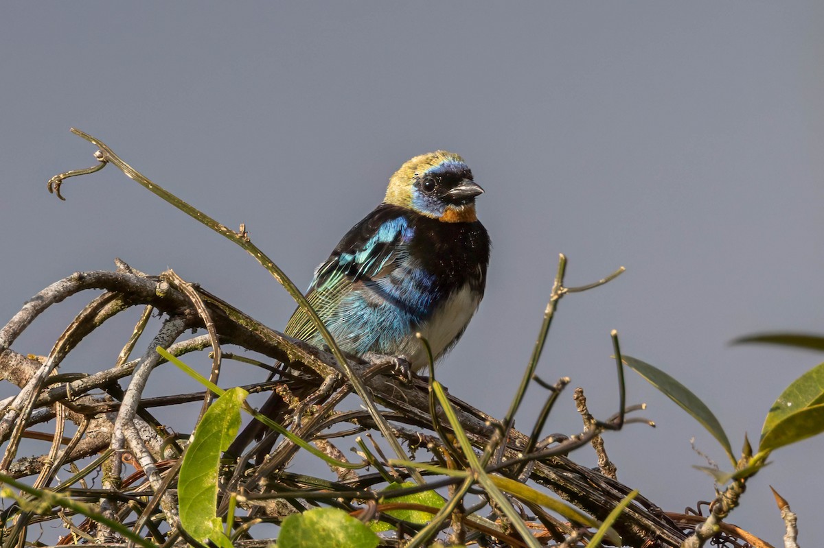 Golden-hooded Tanager - ML633308943