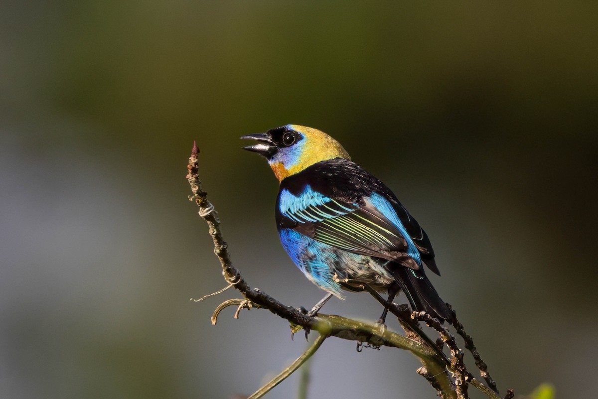 Golden-hooded Tanager - ML633308948
