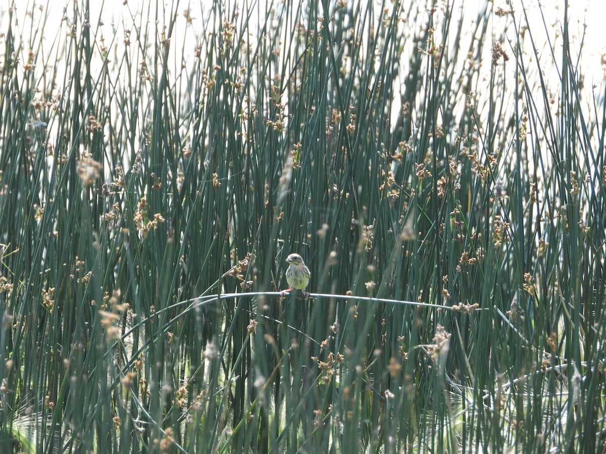 Savannah Sparrow - ML633308982